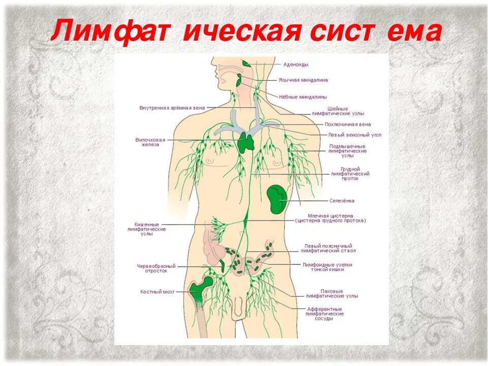 Лимфатические узлы расположение у женщин. Лимфатические узлы на теле человека схема. Лимфатическая система человека рисунок расположение. Лимфатическая система женщины схема. Лимфатическая система человека схема со спины.