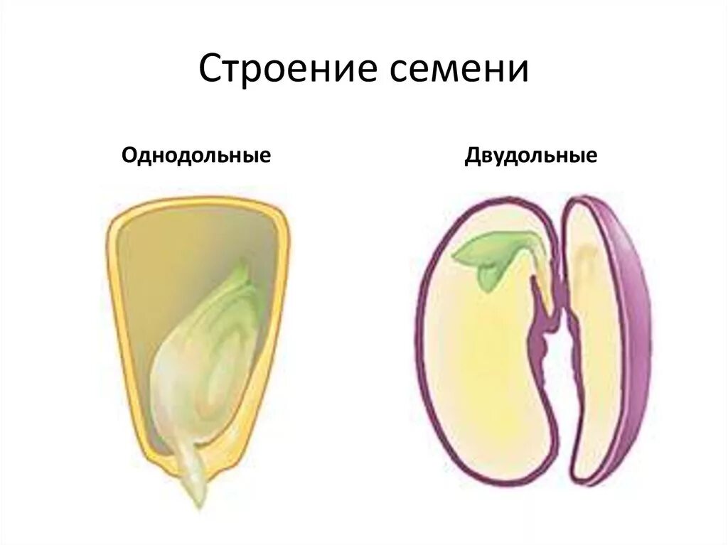 Строение семени покрытосеменных. Семена однодоьных и двудольн. Строение семян однодольных и двудольных растений. Строение семени однодольных и двудольных. Строениесемян однодольных и двух дольных.