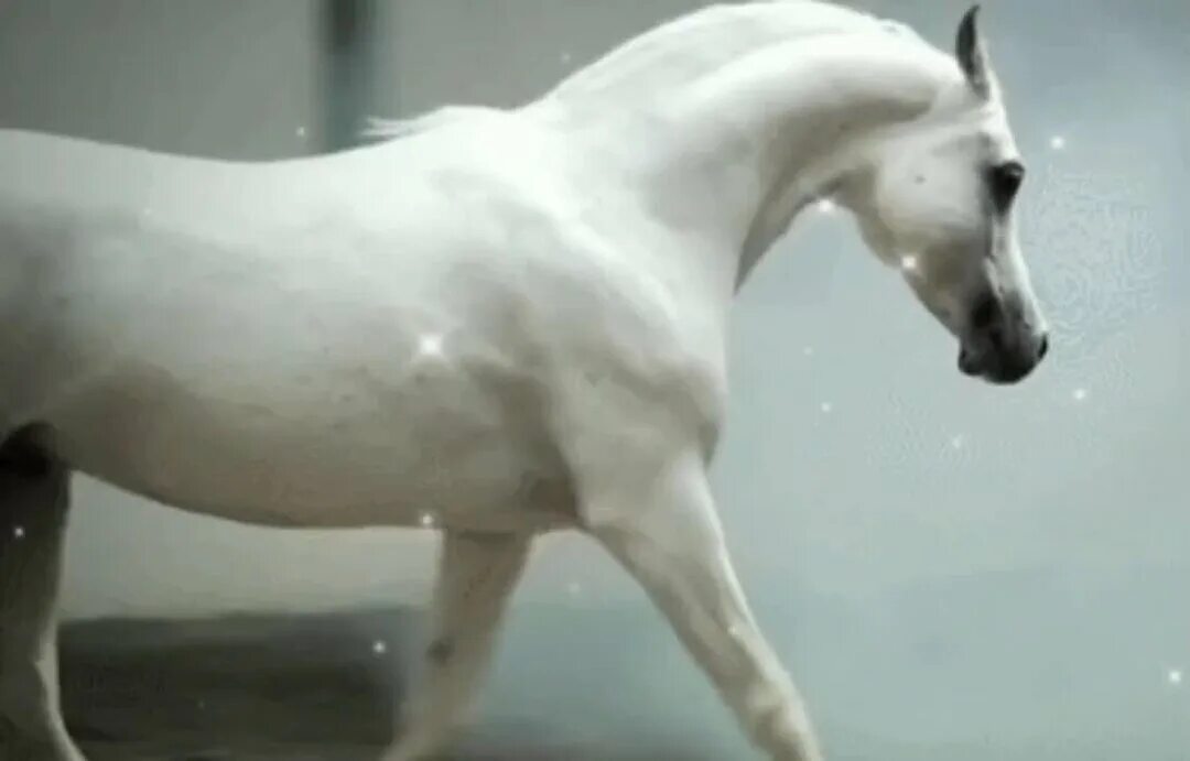 Лошадь мотает головой. Лошадь встряхивает головой. Лошадь фыркает губами. Трясущаяся лошадь. Лошадь анимация.