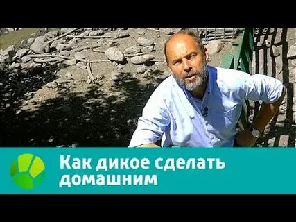 Дикий сделай