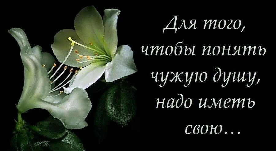 Имеющий душу. Чтобы понять чужую душу надо иметь свою. цитаты чтобы понять чужую душу. для того чтобы понять чужую душу надо иметь. чтобы понять чужую душу нужно иметь свою.