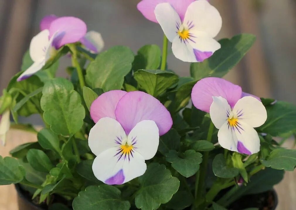 фиалка рогатая флорал пауэр