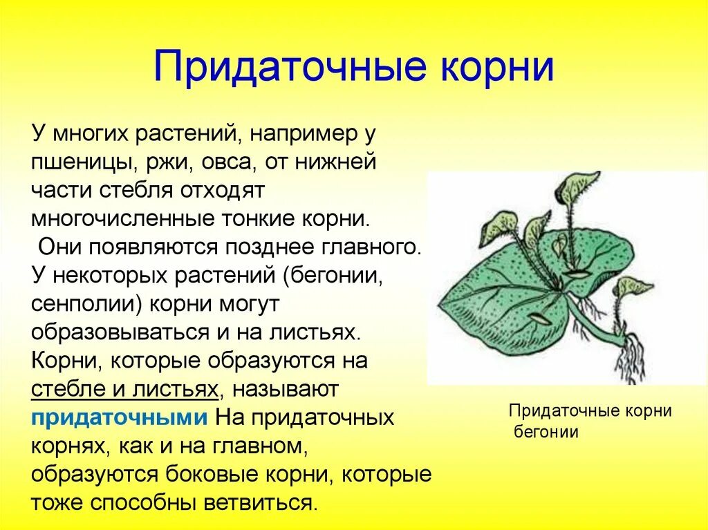 Какие корни носят название придаточных. Какие корни носят название придаточных