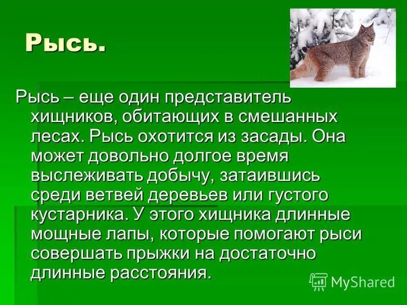 Рысь обитание в россии. Доклад о животном смешанных лесов. Животные широколиственных лесов. Сообщение о животном зоны лесов. Информация о животных из смешанных лесов.