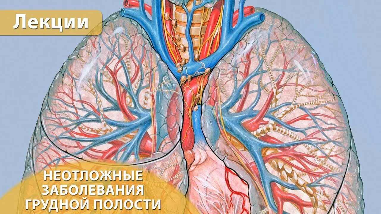 Тромбоэмболия легочной артерии. Сегментарные ветви легочной артерии. Болезнь легких с тромбами. Эмболия легочной артерии. Ветви легочной артерии анатомия.
