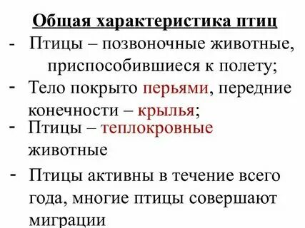 Класс птицы общая характеристика