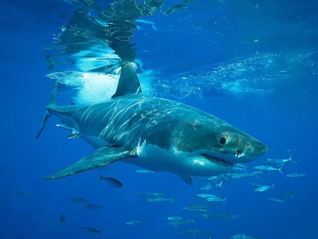Топ акул. Carcharodon carcharias. белая акула кархародон. гангская акула. большая белая акула.