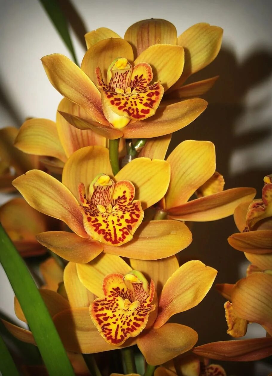 Фаленопсис Tigris. Орхидея Tropic Ocelot. Орхидея Цимбидиум. Цимбидиум тигровая Орхидея. Красно желтая орхидея