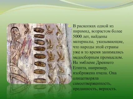 История пчел