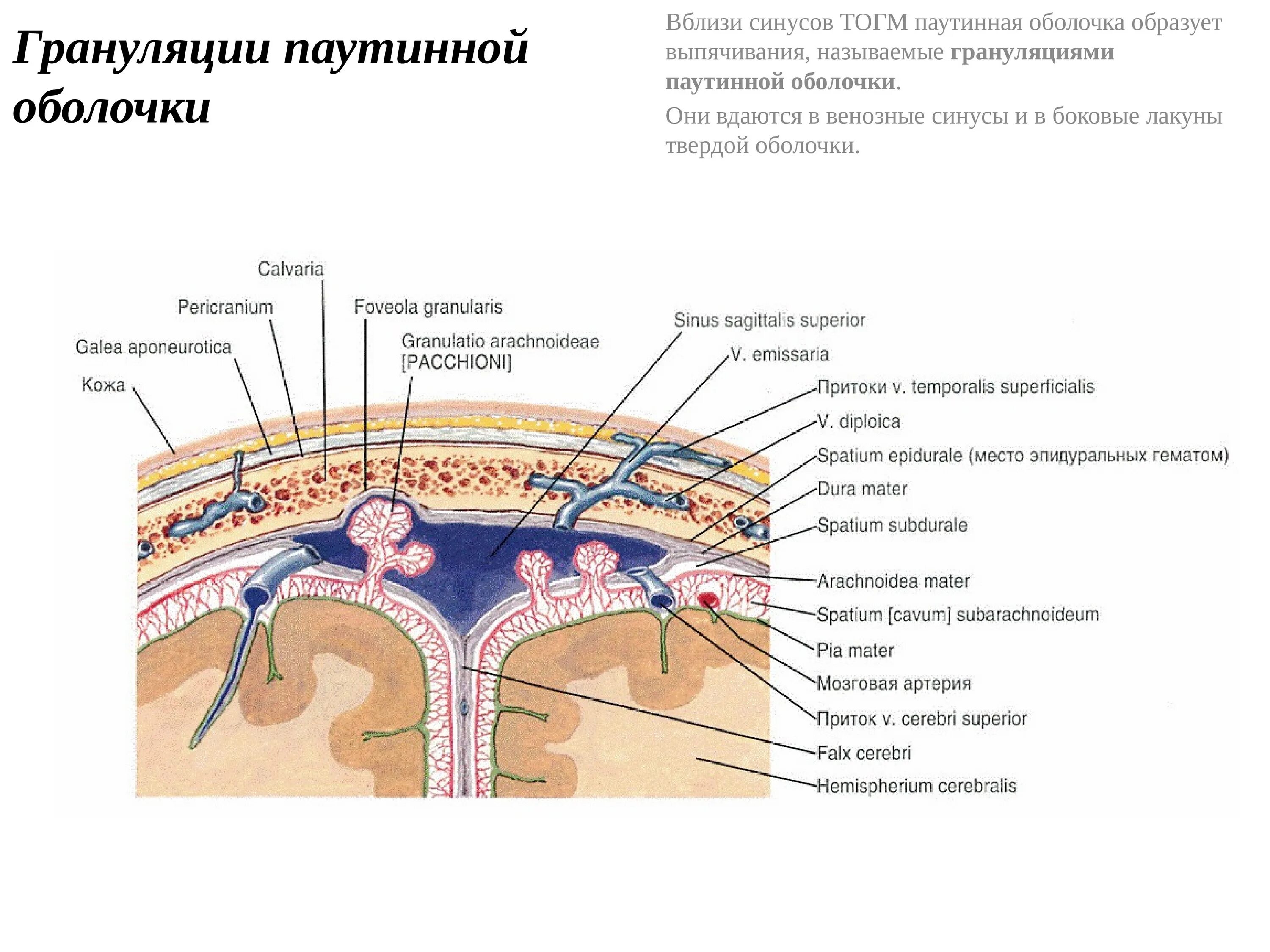 Какие оболочки мозга. Грануляции паутинной оболочки головного мозга. Структуры паутинной оболочки головного мозга. Поперечный срез оболочек головного мозга. Твердая оболочка головного мозга анатомия.