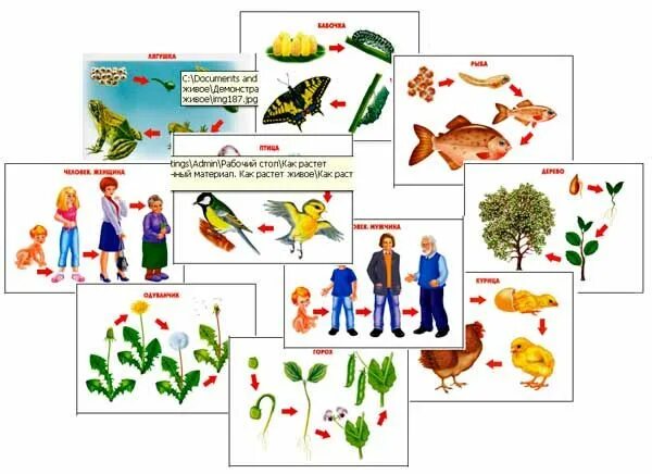 Развитие живых растений. Отделы растений в процессе эволюции. Развитие живых растений. Эволюция живых организмов. Игра для детей цикл развития.
