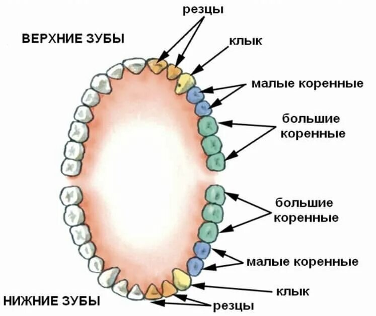 Резцы клыки малые и большие коренные зубы. Зубы резцы клыки премоляры моляры. Функции резцов Клыков и коренных зубов. Наименования зубов нижней челюсти. Какую функцию выполняет зуб человека