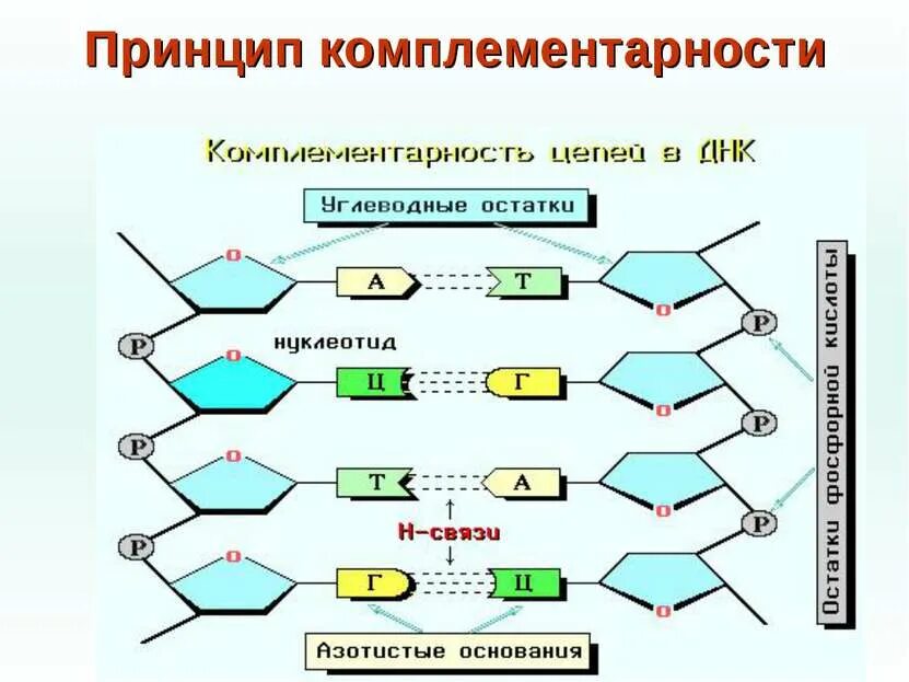 Принцип комплементарности запишите. Принцип комплементарности днк. принцип комплементарности нуклеиновых кислот. комплементарность молекулы днк. принцип комплементарности днк и рнк схема.
