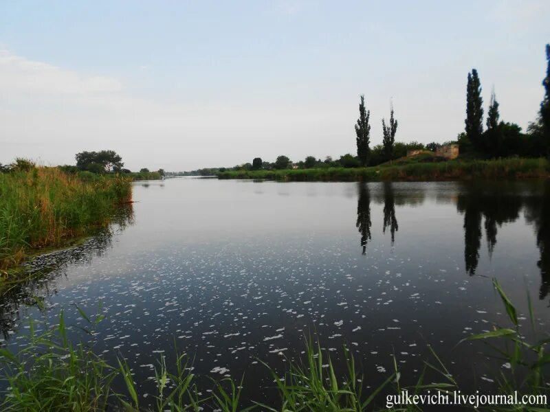 Кубань гулькевичи. Река самойлова балка. гулькевичи с. кубани. река кубань гулькевичский район. речка самойлова балка гулькевичи.