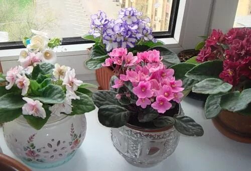 Фиалки в одном горшке несколько. Комнатные цветы фиалки. красивые фиалки в горшочках. комнатные растения на окне.