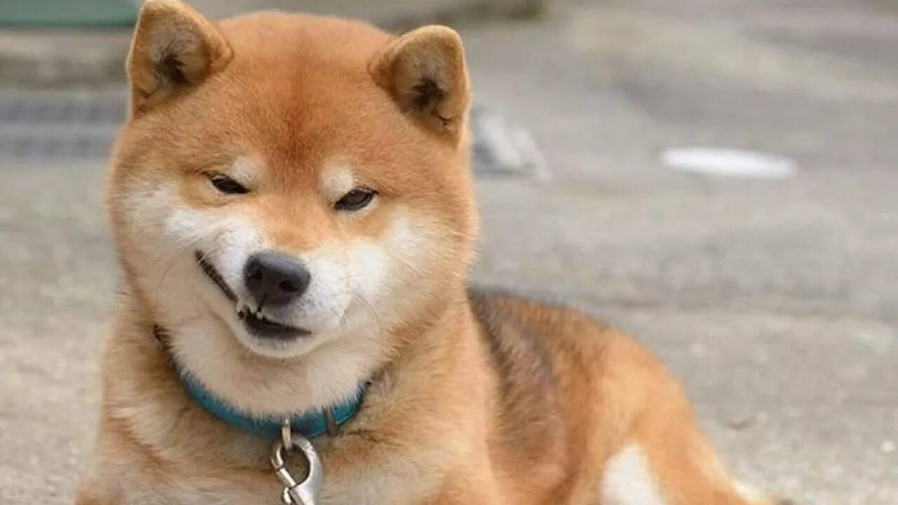 Квашен собака