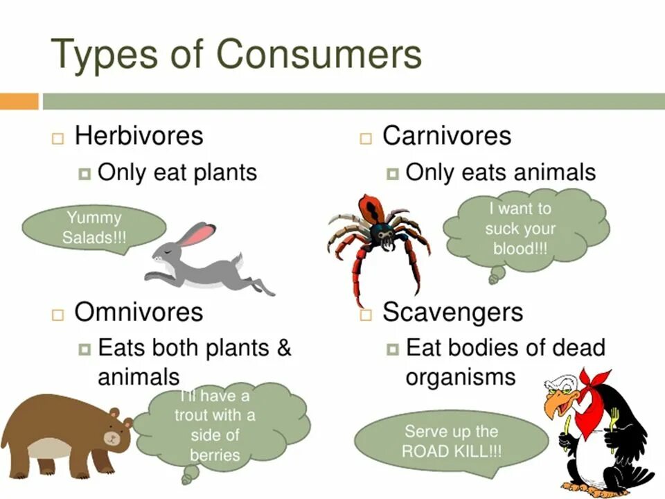 Types of животных. 3 Types of Consumers. Classification of Consumers. Types of animals for Kids.