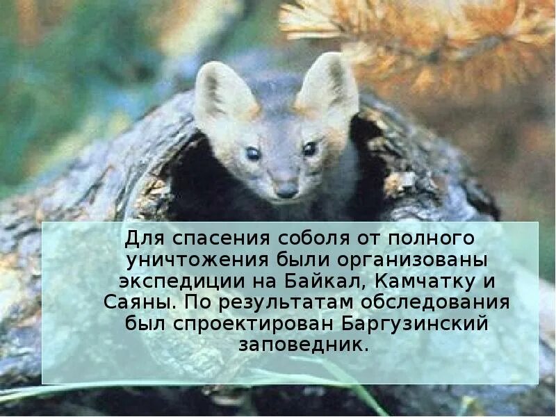 Почему все соболя были почти уничтожены