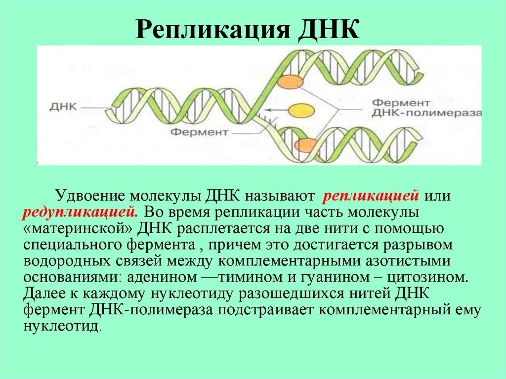 Удвоение цепи днк