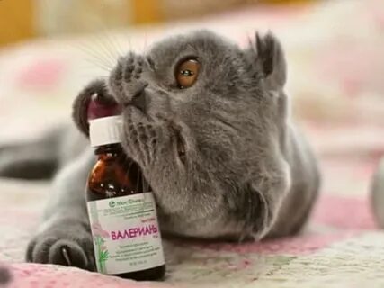 Валерьянка вредна кошкам