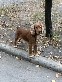 Животные донецк