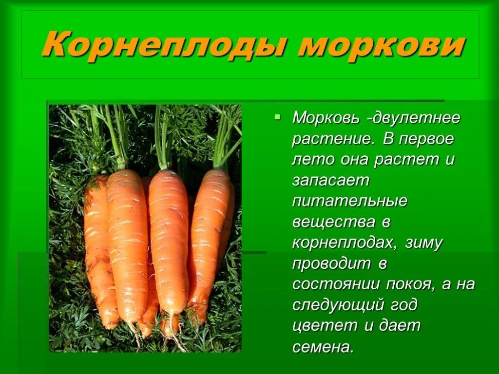 Морковь является растением. Структуры моркови корнеплод растение. Морковь для презентации. Мамарковка презентация. Культурное растение морковь.