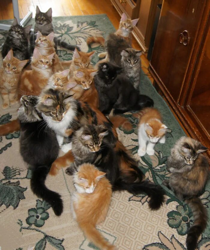Семейка Мейн кунов. Новорождённые котята Мейн куна. Много котят. Котята Мейн-кун много. Беременные кошки мейн кун