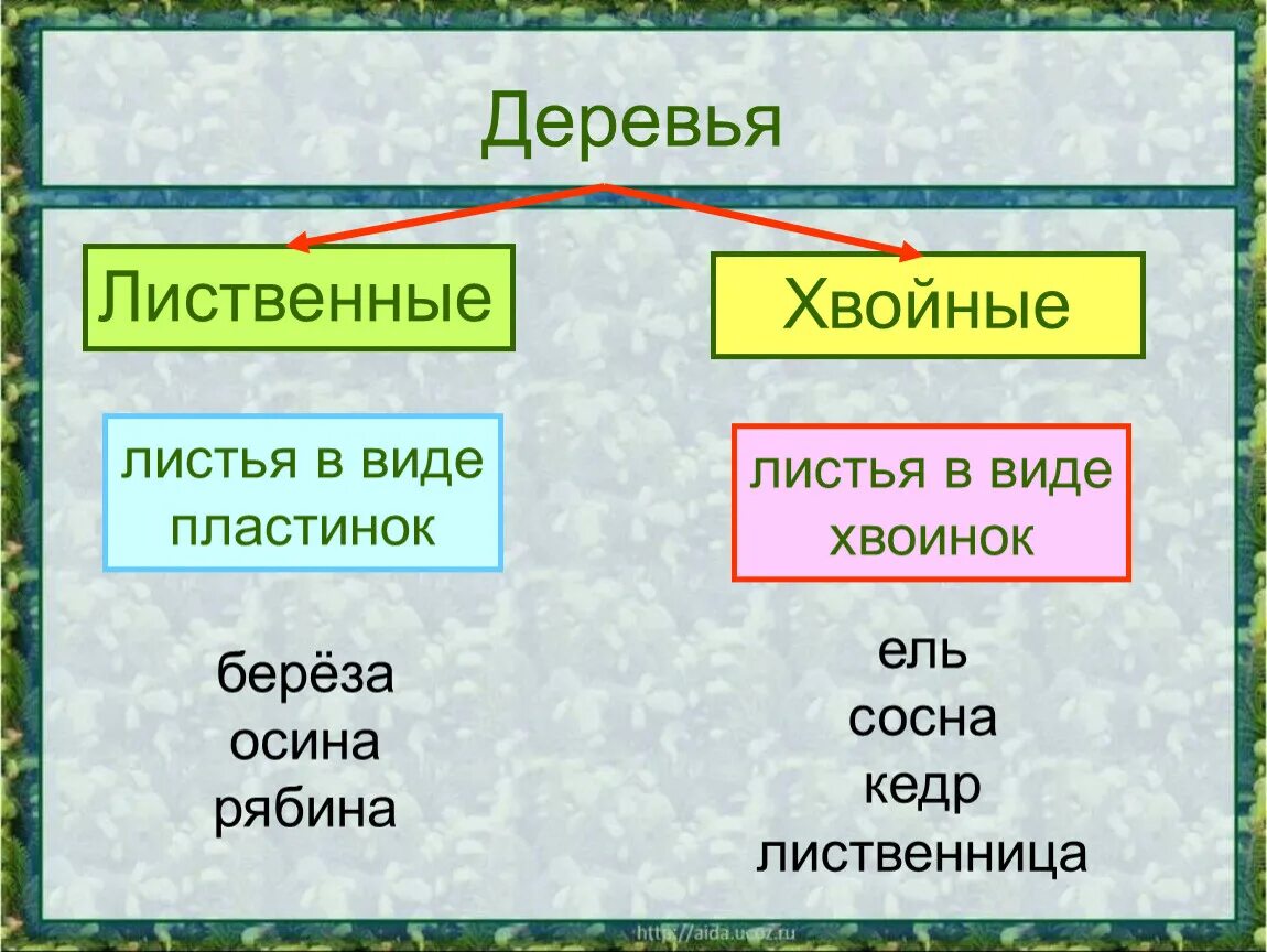 Лиственные и хвойные растения. Лиственные и хвойные деревья 2 класс. Таблица хвойные и лиственные деревья. Виды пластинок в лиственных деревьях.