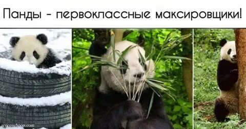 Я панда