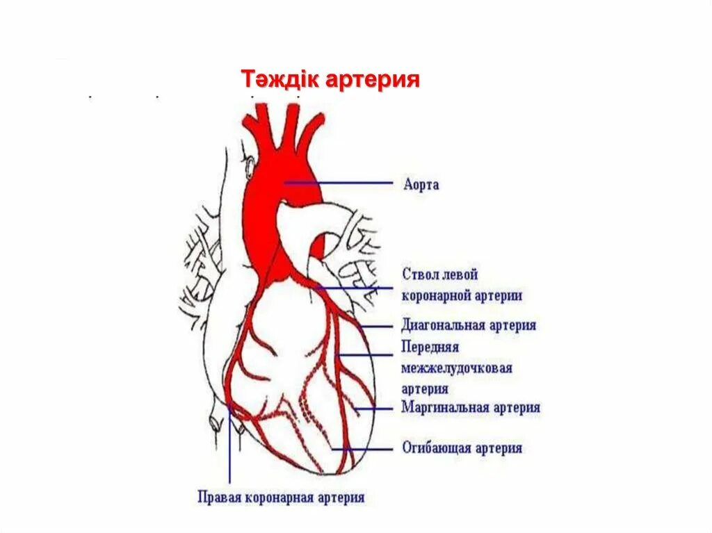 Сегменты передней межжелудочковой артерии. Анатомия коронарных артерий. Правая и левая коронарные артерии. Коронарные артерии сердца.