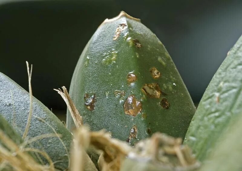 Plant disease. Хлорофитум щитовка. Паразит щитовка. Кактусовая щитовка. Щитовка на кактусе.