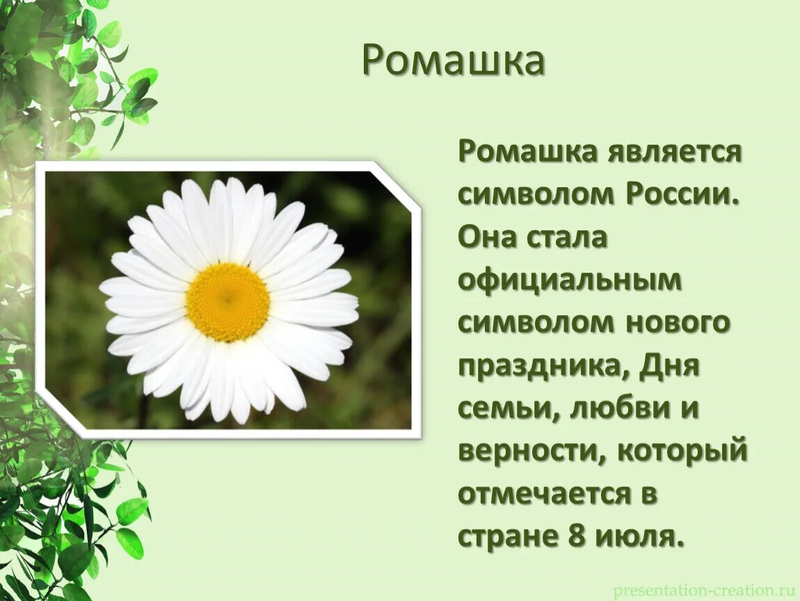 Ромашка неофициальный символ россии. Растения символы разных стран. Ромашка символ России. Растение символ России. Символ растения.