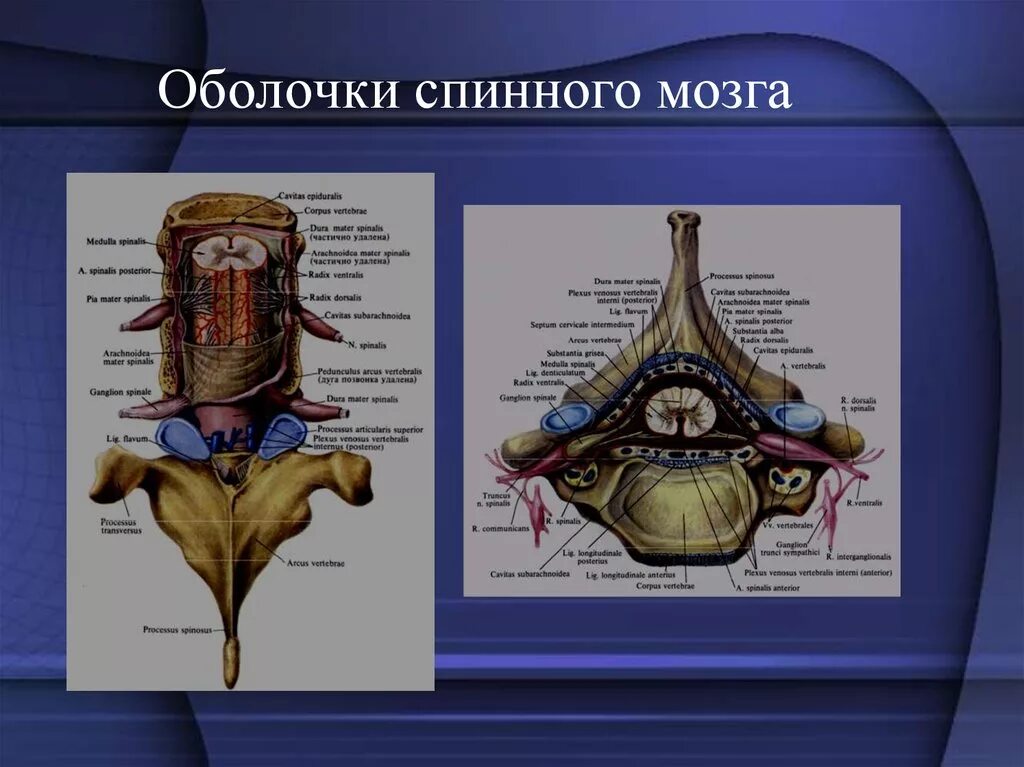 Оболочки спинного мозга животных. Оболонки спинного мозга. Спинной мозг оболочки спинного мозга. Оболочкиспинног мозга.