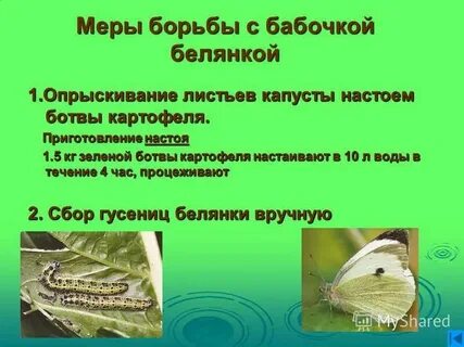 Капустная белянка неполное превращение