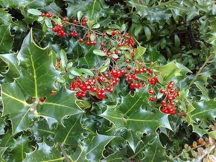 Holiday plants