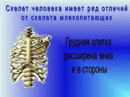 Отличие грудной клетки человека от млекопитающих
