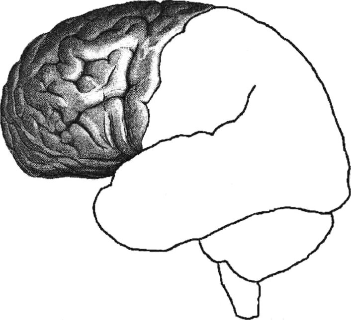 Brain first. Лурия 3 блока мозга. 1 Функциональный блок мозга Лурия. Лурия второй функциональный блок головного мозга. Блоки мозга по Лурия 3 блок.