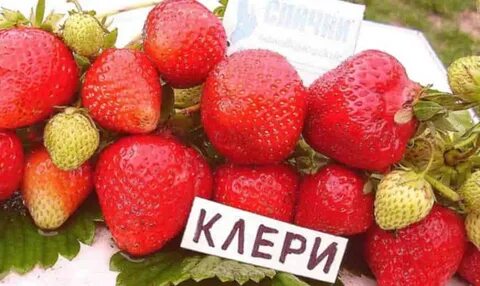 Клери сорт клубники характеристика и описание