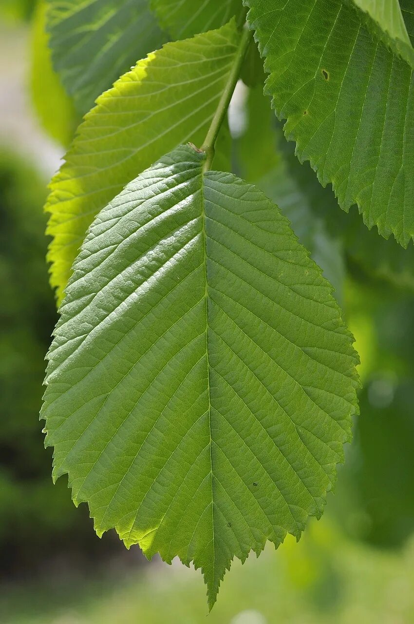 Листь. Вяз гладкий (Ulmus laevis). Вяз Ильм карагач. Вяз обыкновенный Ulmus laevis. Листья вяза и карагача.