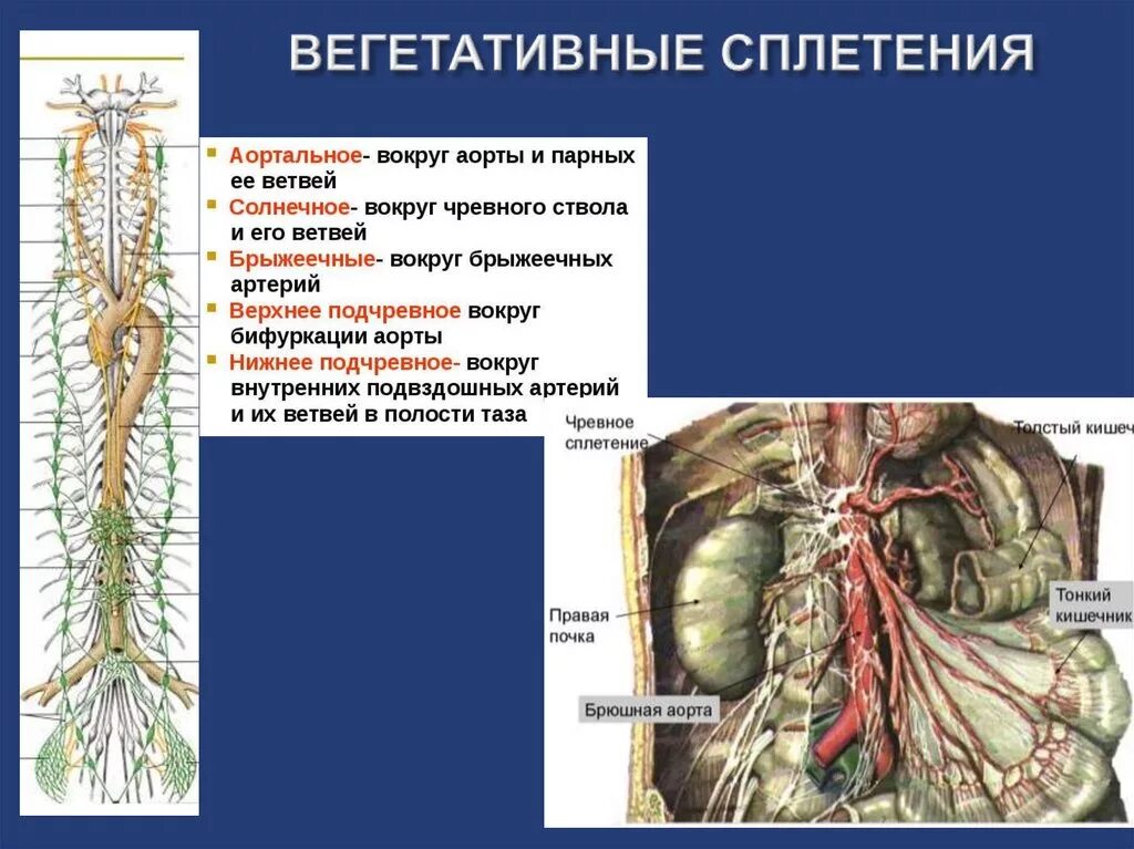 Нервные узлы сплетения