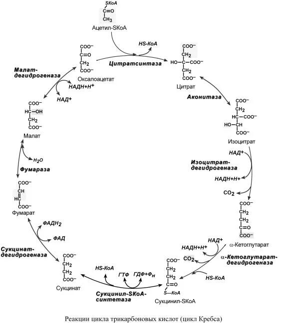 Цикл трикарбоновых кислот цикл Кребса. Цикл трикарбоновых кислот ЦТК биохимия. Цикл Кребса формулы. ЦТК биохимия схема. Превращение ацетил коа