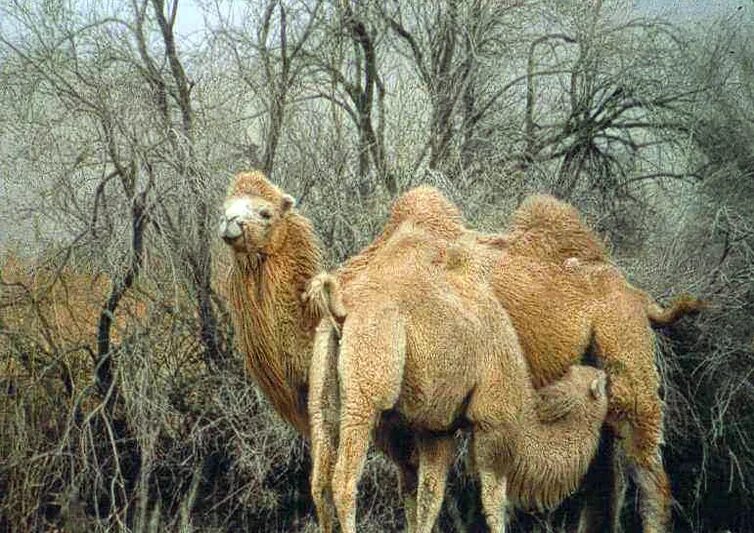 одногорбый верблюд. двугорбый верблюд сканворд. животные в чуйской области. двугорбый верблюд сканворд. верблюд фото.