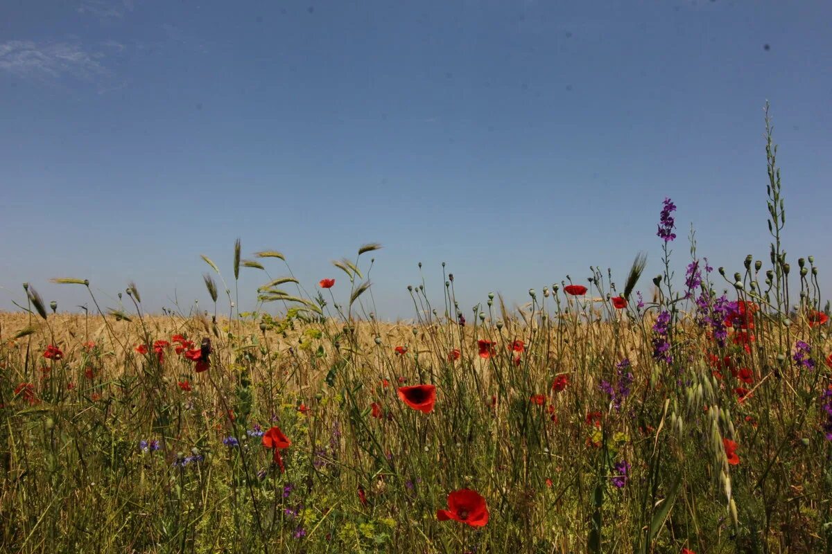 астрагал щетинистый (astragalus setosulus ). растительность степного крыма. степные крымские травы. степные растения крыма. крымская степь трава.
