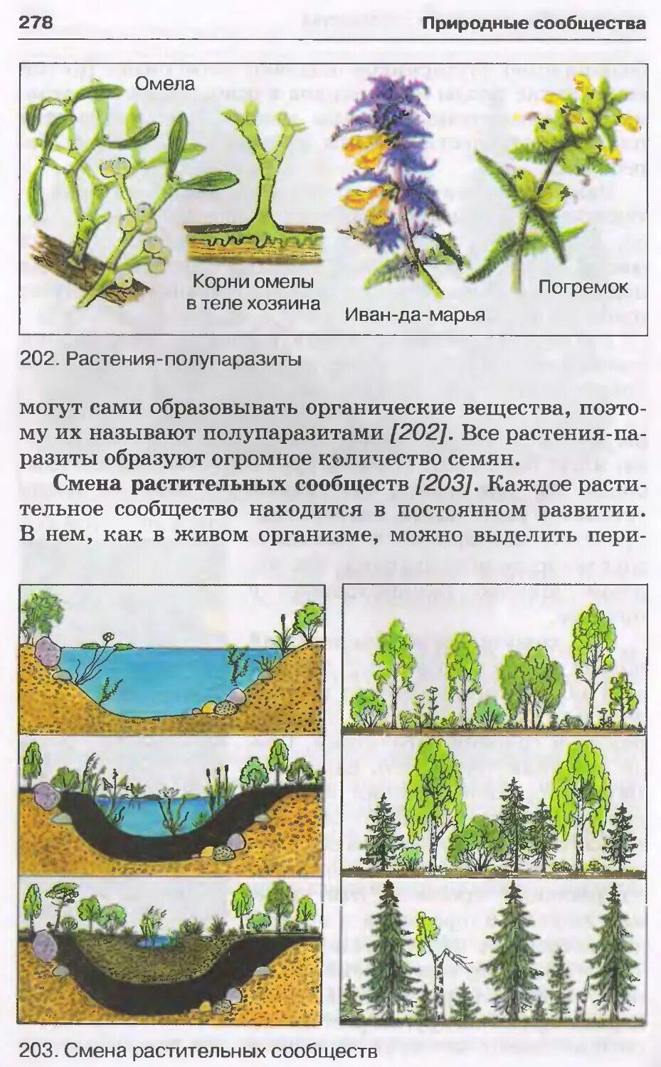 Определите тип растительного сообщества
