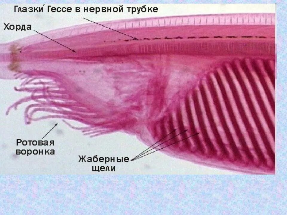 Органы чувств ланцетника. Глазки Гессе у ланцетника. • Ланцетник (amphioxus),. Строение жабр ланцетника. Ланцетник глазки Гесса.