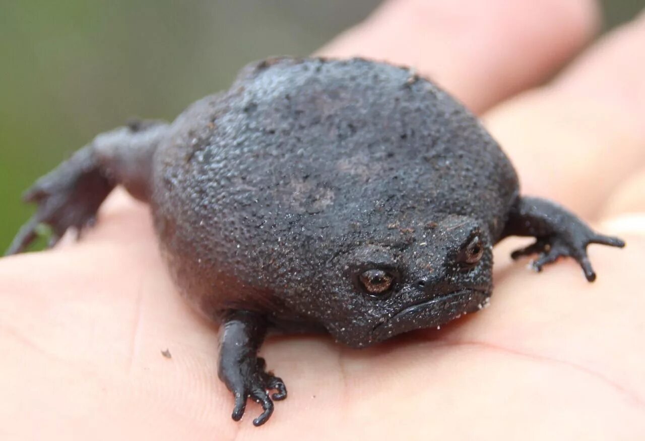 Пупырчатый рылохвост. Лягушка breviceps fuscus. Африканский узкорот breviceps fuscus. Пустынный узкорот лягушка. Черная дождевая / breviceps fuscus.