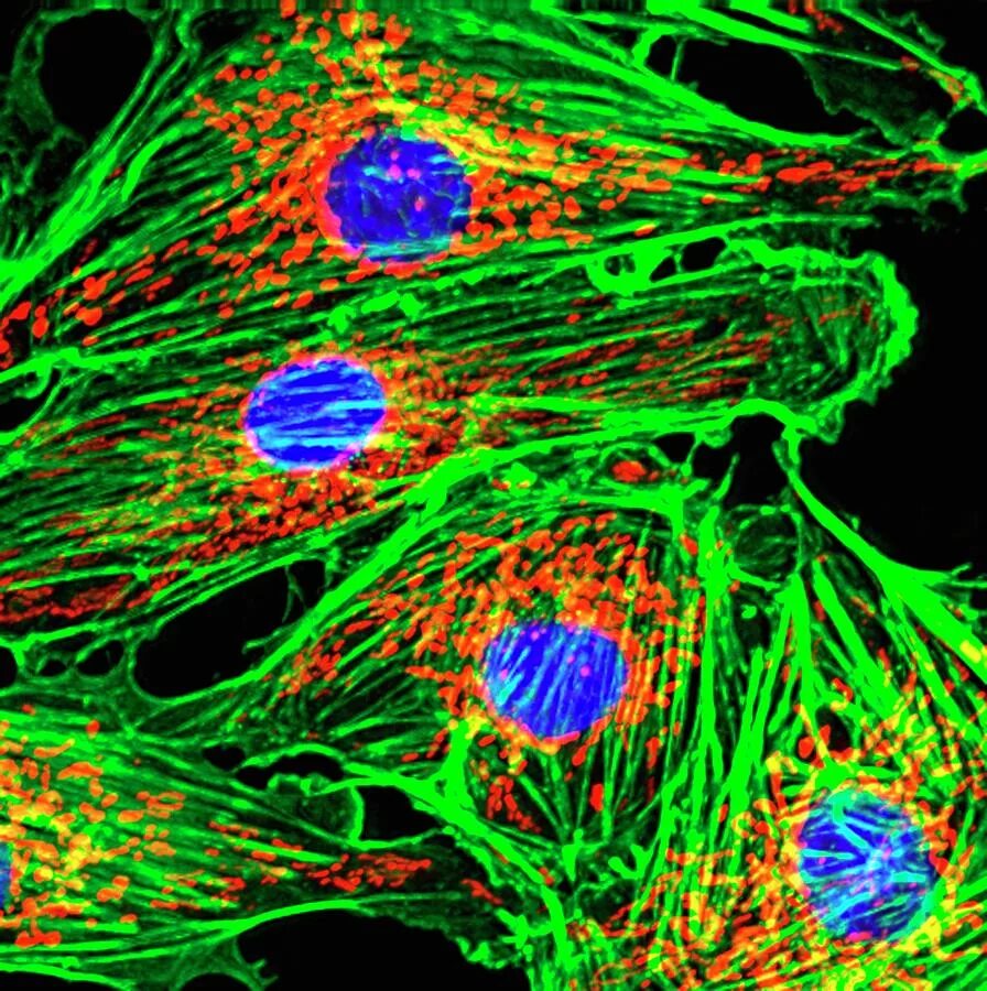 Цитоскелет конфокальная микроскопия. Митохондрия конфокальная микроскопия. Флуоресцентная иммуногистохимия. Митохондрии в нейронах. Клетка способная захватывать