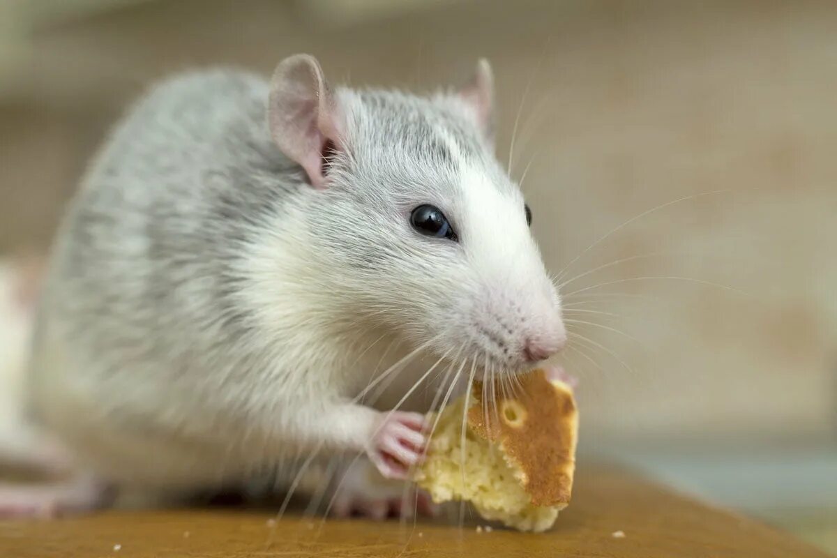 Мышь пищевая. Что едят мыши. Можно крысам хлеб. Декоративные крысы. Таблица разрешенных и запрещенных продуктов для крыс.