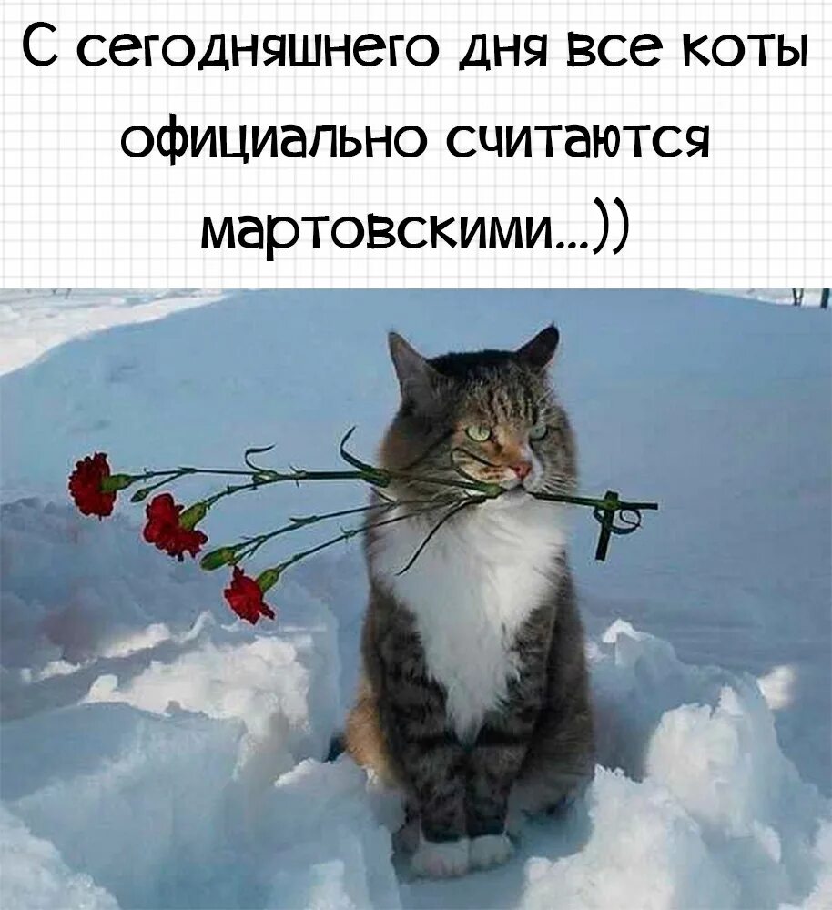 Кот и верба. Про мартовских котов с юмором. Кот ждет весну. Прикольное про март. Снова пришла зима.