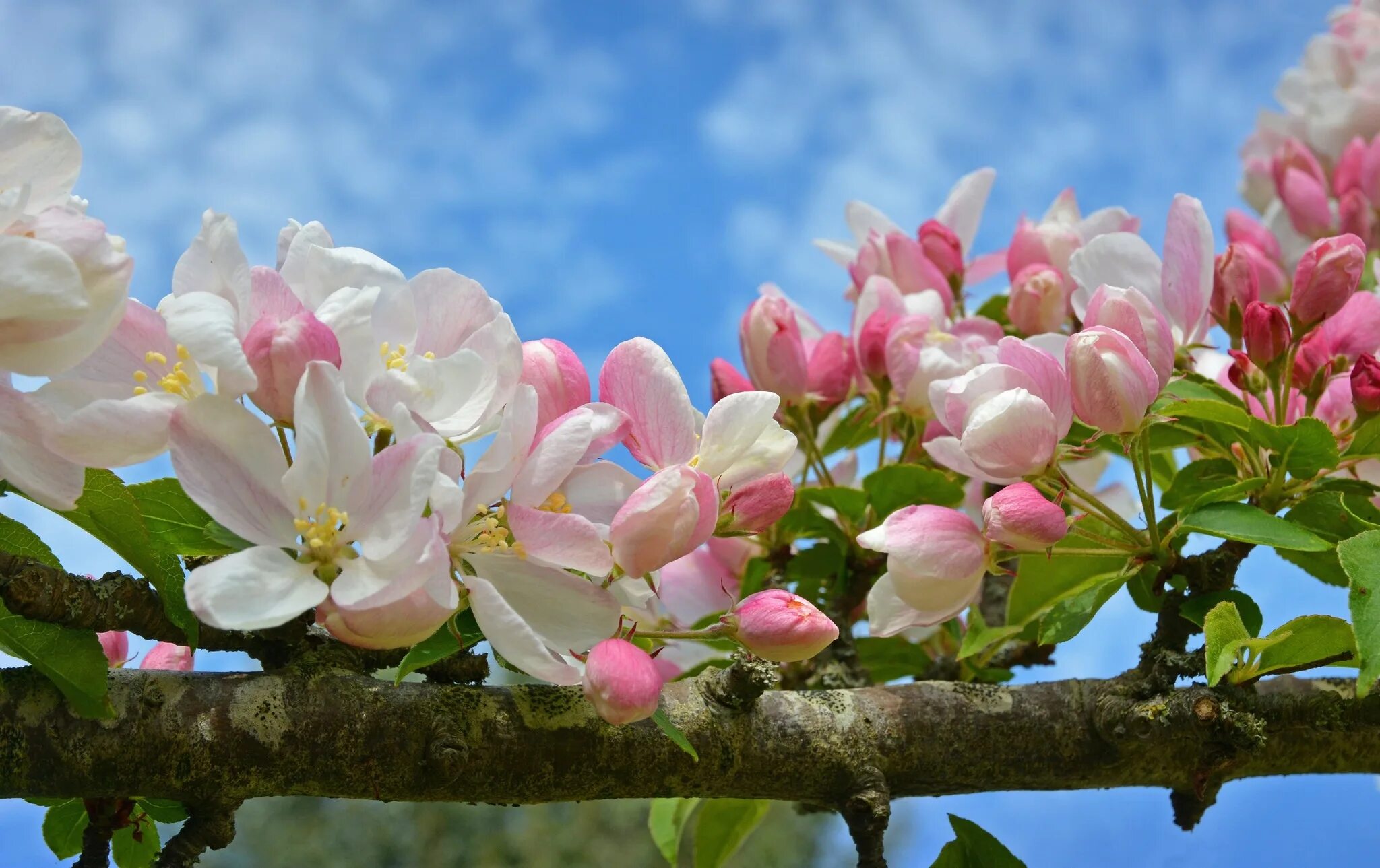 Яблони в цвету весны. Цветущие деревья. Цветущие яблони. Яблони в цвету. Цветущие деревья весной.